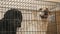Golden and black labradors in the cage