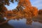 Golden black poplars in autumn