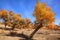 Golden black poplars in autumn