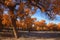 Golden black poplars in autumn