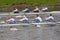 Golden Blades Regatta in St. Petersburg, Russia