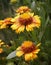 Golden Blanket Flowers Gaillardia Aristata