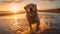 Golden Bliss: A Happy Retriever\\\'s Beachside Stroll at Golden Hour\\\