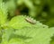 Golden-bloomed grey longhorn beetle