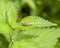 Golden-bloomed grey longhorn beetle