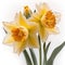 Golden Blooms: Captivating Yellow Daffodils