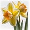 Golden Blooms: Captivating Yellow Daffodils