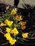 Golden blossom of Crocus heralds the Spring