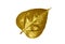 Golden Bodhi leaf isolated on white background, Bodhi is an important leaf associated with Buddhism