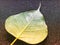 Golden Bodhi leaf placed on a black background