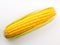 Golden Bounty: The Perfection of a Single Corn Ear in Striking Isolation