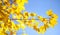 Golden branch of maple tree on background of blue sky on sunny autumn day. Amazing details of nature. Background. Wallpaper