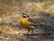 Golden breasted Bunting