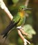 Golden-breasted Puffleg