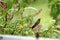 Golden-breasted puffleg in Antisana Ecological Reserve, Ecuador