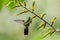 Golden-breasted Puffleg - Eriocnemis mosquera