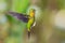 Golden-breasted Puffleg - Eriocnemis mosquera