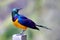 Golden-breasted starling, royal starling, Lamprotornis regius