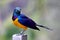 Golden-breasted starling, royal starling, Lamprotornis regius