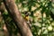 Golden breasted Woodpecker. Green barred Woodpecker. Colaptes melanolaimus.