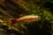 Golden breed of white cloud mountain minnow relaxed swim, dwarf coldwater species, healthy blurred plants, low light Amano style