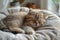 A golden British Shorthair cat enjoys a tranquil nap on a cream quilt.