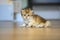 Golden British Shorthair kitten crawls on a wooden floor in a room in the house. little cat learning to walk front view. Childhood