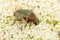 Golden Bronze Beetle Cetonia aurata close-up on a large white hogweed flower