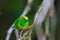 Golden-browed Chlorophonia