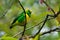 Golden-browed Chlorophonia - Chlorophonia callophrys is bird in the Fringillidae family, found in Costa Rica and Panama. It is
