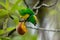 Golden-browed Chlorophonia - Chlorophonia callophrys is bird in the Fringillidae family, found in Costa Rica and Panama. It is