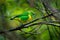 Golden-browed Chlorophonia - Chlorophonia callophrys is colorful bird in the Fringillidae family