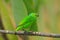 Golden-browed Chlorophonia, Chlorophonia callophrys, exotic tropic green song bird form Costa Rica