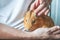 Golden brown American Short-hair Guinea Pig and human