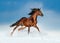 Golden brown andalusian horse runs free in the winter field