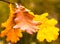 Golden brown autumn oak leaves closeup delicate dried autumnal design base