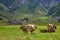 Golden-Brown Cows near watering place on mountain pasture in small village in Swiss Alps.