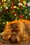 A golden brown labradoodle dog in front of a Christmas tree with decorations