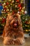 A golden brown labradoodle dog in front of a Christmas tree with decorations