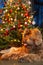 A golden brown labradoodle dog in front of a Christmas tree with decorations