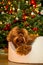 A golden brown labradoodle dog in front of a Christmas tree with decorations