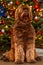 A golden brown labradoodle dog in front of a Christmas tree with decorations