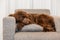 Golden brown labradoodle sleeping on sofa