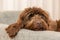 Golden brown labradoodle sleeping on sofa