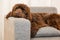 Golden brown labradoodle sleeping on sofa