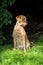 Golden Brown Labrador's Gaze: Serene Moment in the Sunlit Park