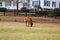 A golden brown llama grazing on the yellow and green grass on the farm surrounded by black wooden fence, lush green plants