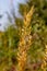 Golden brown Ornamental grass macrophotography