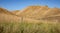 Golden Brown pastoral farming landscape near Gisborne, New Zealand