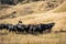 Golden Brown pastoral farming landscape near Gisborne, New Zealand